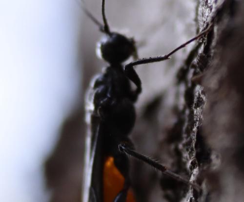Doryctes sp.